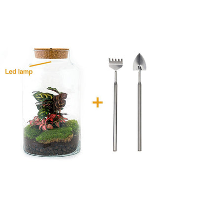 DIY terrarium - Milky Calathea - ↕ 31 cm - incl. LED
