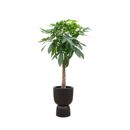 Pachira Aquatica (Geldboom) + elho Pure Coupe