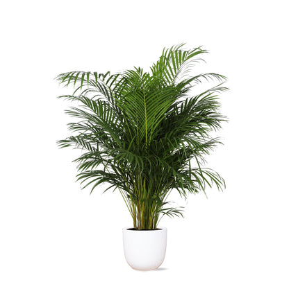 Areca Palm + Boule pot