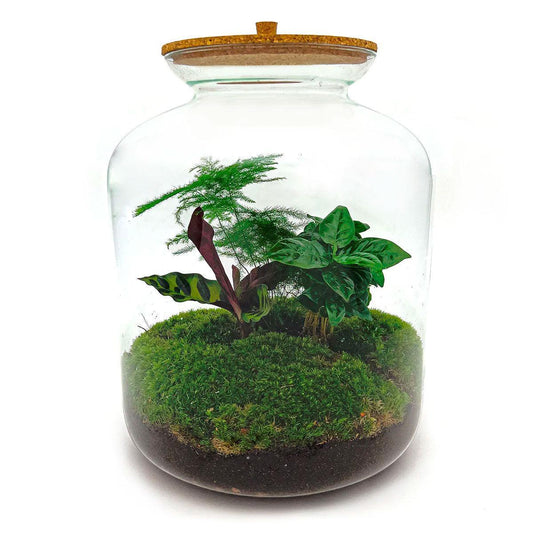DIY terrarium - Lukas - ↕ 33 cm