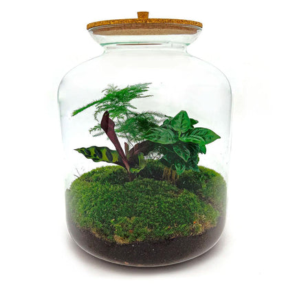 DIY terrarium - Lukas - ↕ 33 cm