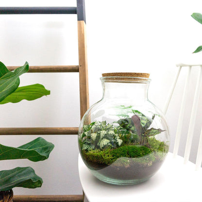 DIY terrarium - Teddy - ↕ 26,5 cm
