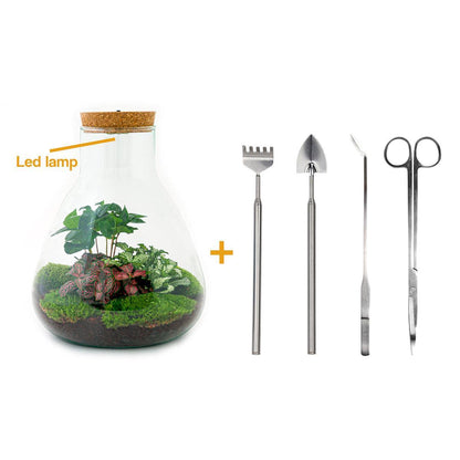 DIY terrarium - Sam Coffea - ↕ 30 cm - incl. LED