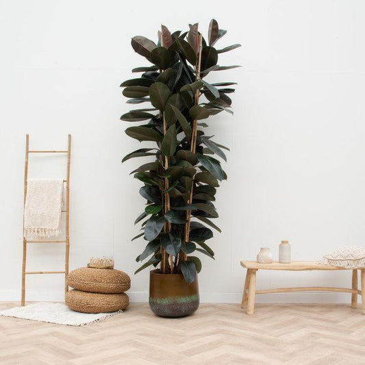 Ficus Elastica Abidjan struik
