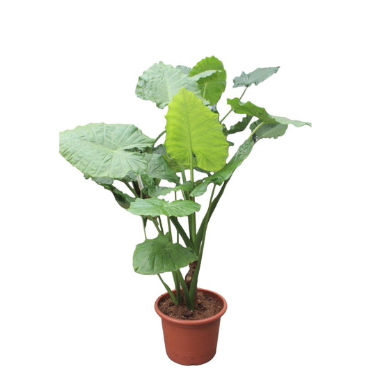 Olifantsoor (Alocasia Macrorrhiza)