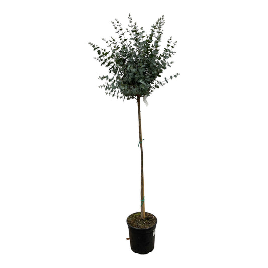 Eucalyptus op stam