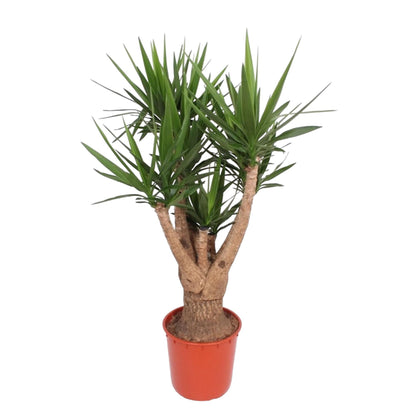 Yucca Elephantipes (vertakt)