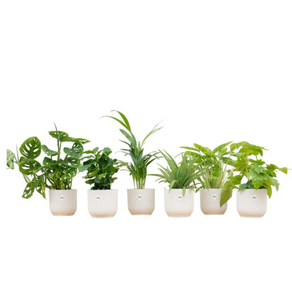 Verrassingsbox - 6 planten + elho Vibes Fold Round