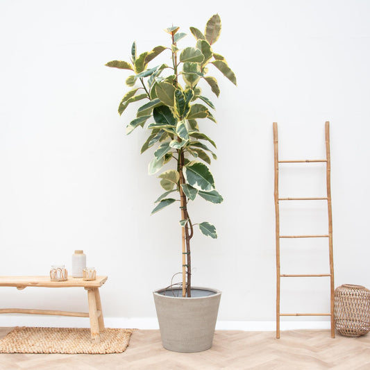 Ficus Tineke (op stam)