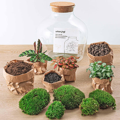 DIY terrarium - Fat Joe Rood - ↕ 30 cm
