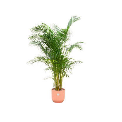Areca palm + elho Vibes Fold Round