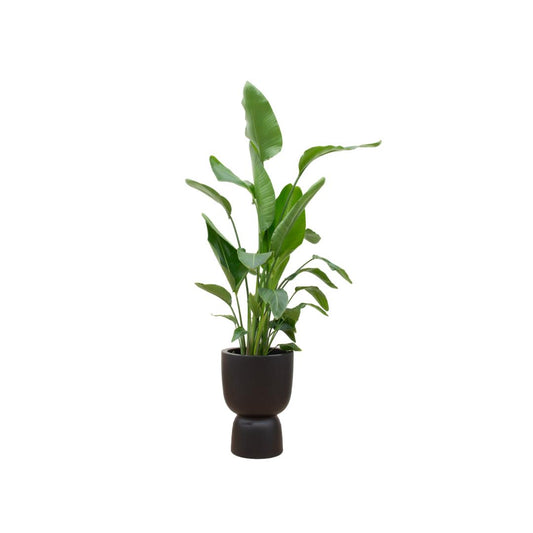 Strelitzia Nicolai + elho Pure Coupe