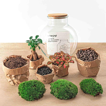 DIY terrarium - Teddy bonsai - ↕ 26,5 cm
