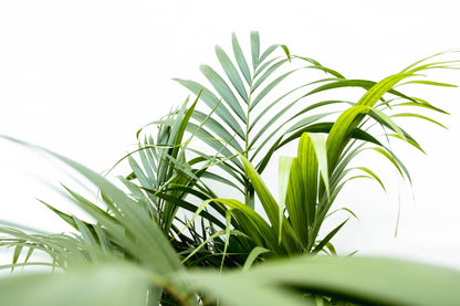 Areca palm (Dypsis Lutescens)