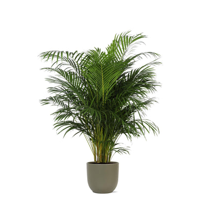 Areca Palm + Boule pot