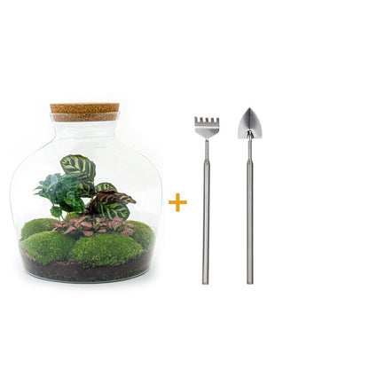 DIY terrarium - Fat Joe Coffea - ↕ 30 cm