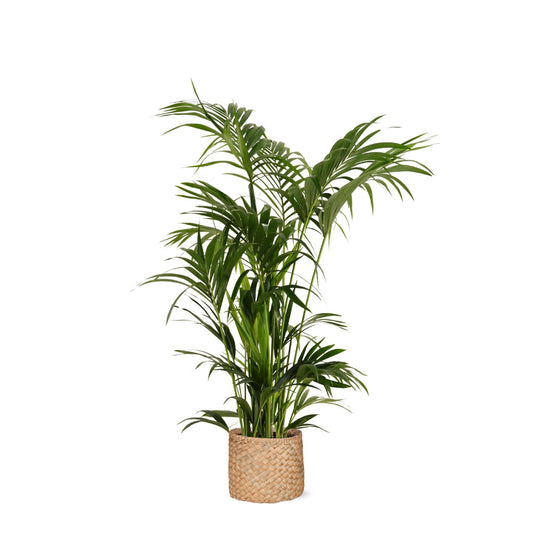 Kentia Palm + Albury mand