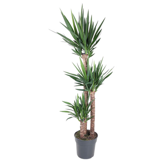 Yucca Elephantipes
