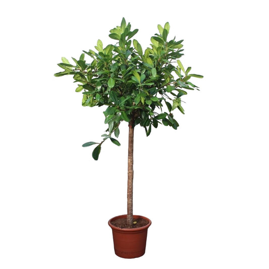 Ficus Cyathistipula boom