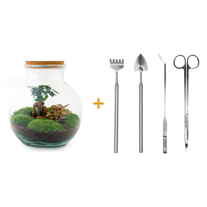 DIY terrarium - Teddy bonsai - ↕ 26,5 cm