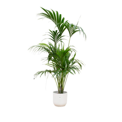 Kentia palm + elho Vibes Fold Round