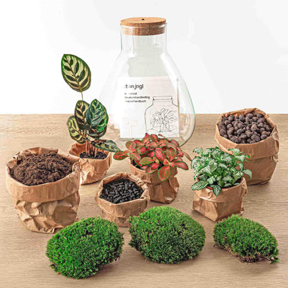 DIY terrarium - Sam Calathea - ↕ 30 cm - incl. LED