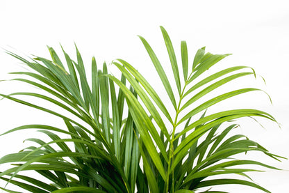 Areca palm (Dypsis Lutescens)