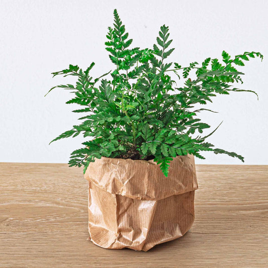 Varen - Athyrium spicatum - Terrarium plant - Potmaat 8