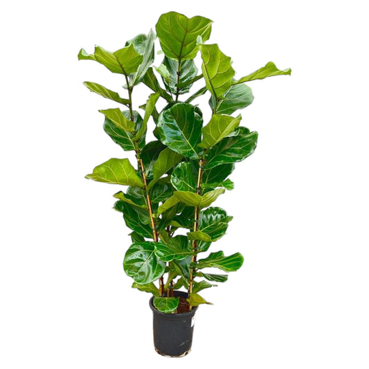 Ficus Lyrata (struik)