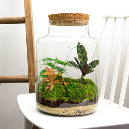DIY terrarium - Milky - ↕ 30 cm