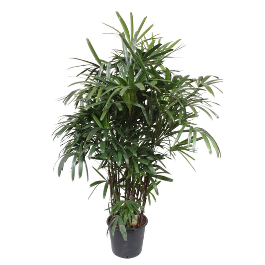 Rhapis Excelsa