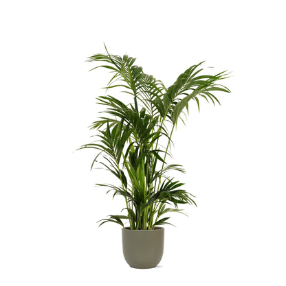 Kentia Palm + Boule pot