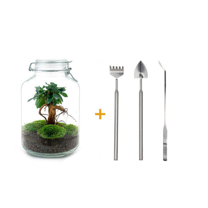 DIY terrarium - Ficus Ginseng bonsai - ↕ 28 cm