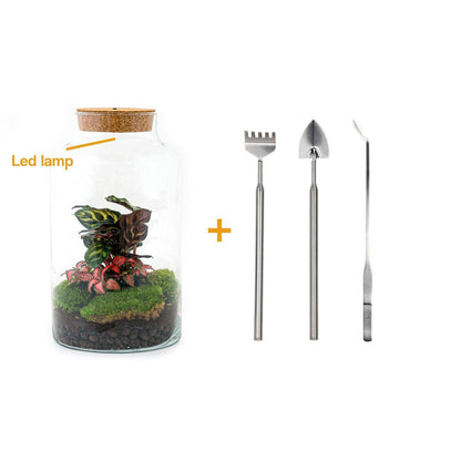 DIY terrarium - Milky Calathea - ↕ 31 cm - incl. LED