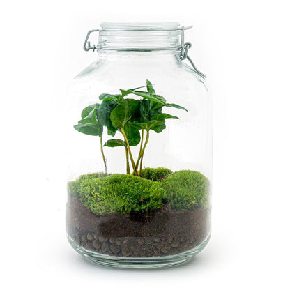 DIY terrarium - Jar - Coffea Arabica - ↕ 28 cm