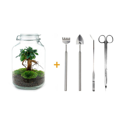 DIY terrarium - Ficus Ginseng bonsai - ↕ 28 cm