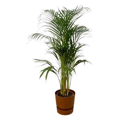 Areca palm + elho Greenville Round