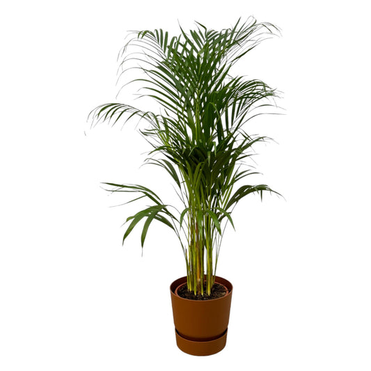 Areca palm + elho Greenville Round