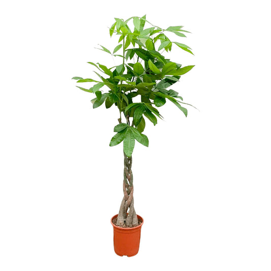 Pachira Aquatica (Geldboom)