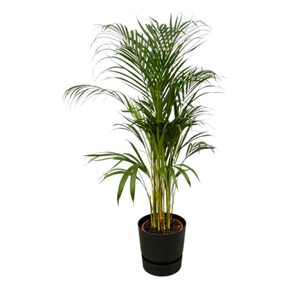 Areca palm + elho Greenville Round