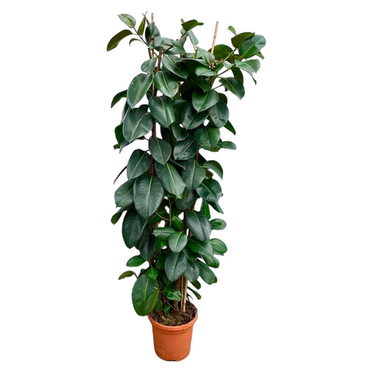 Ficus Elastica Robusta struik