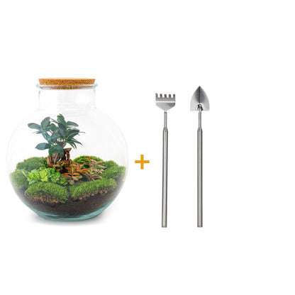 DIY terrarium - Bolder Bob Bonsai - ↕ 30 cm