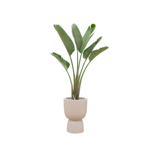 Strelitzia Augusta + elho Pure Coupe