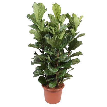 Ficus Lyrata (struik)