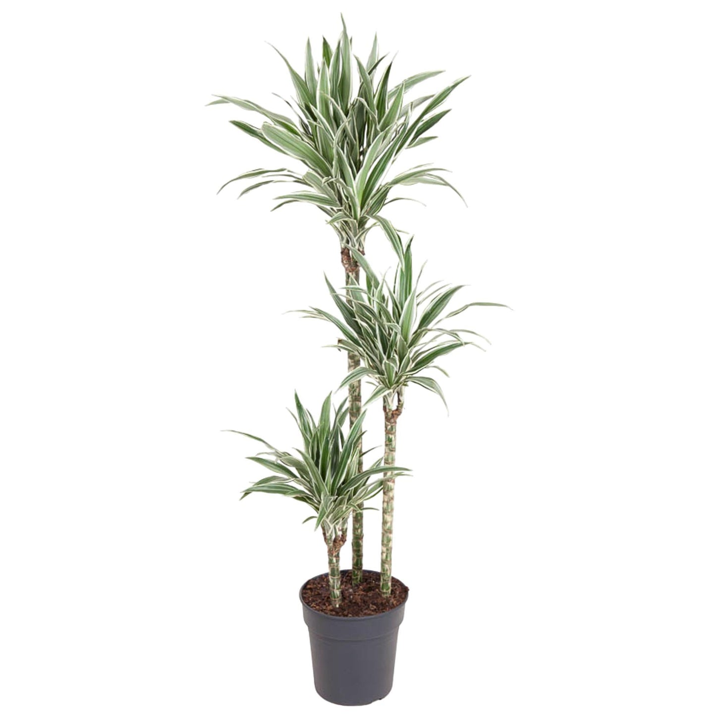 Dracaena à rayures blanches