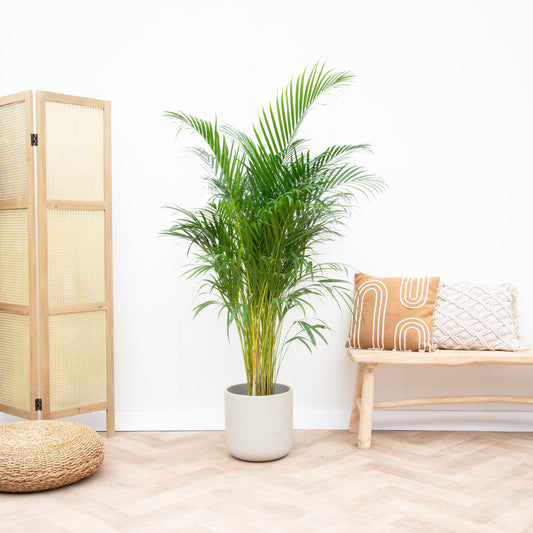 Areca palm (Dypsis Lutescens)