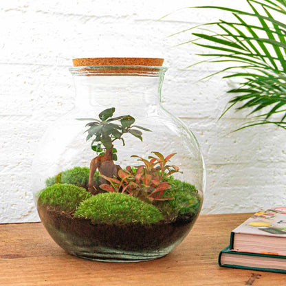 DIY terrarium - Teddy bonsai - ↕ 26,5 cm