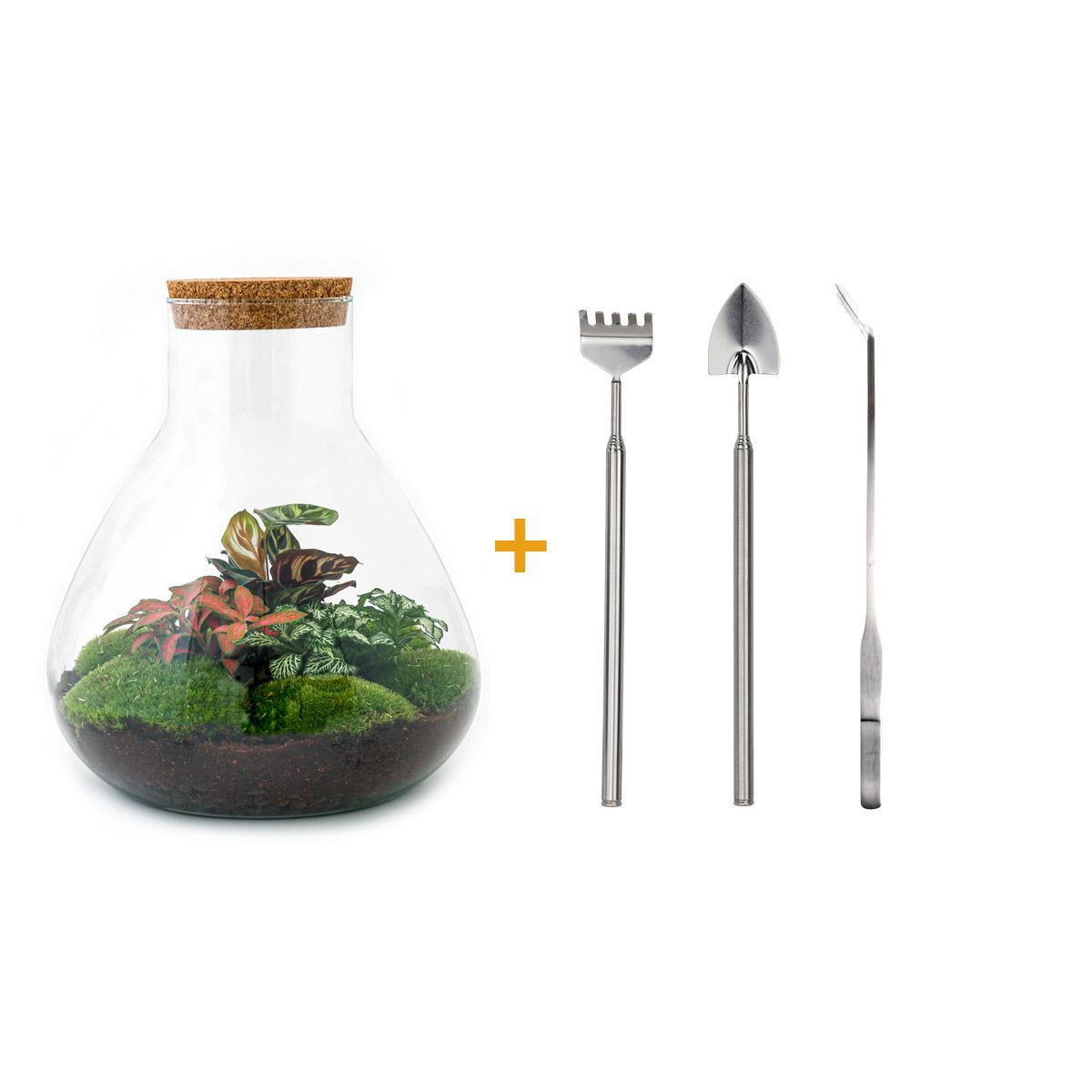 DIY terrarium - Sam XL Rood - ↕ 35 cm