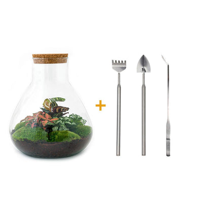 DIY terrarium - Sam XL Rood - ↕ 35 cm