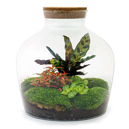 DIY terrarium - Fat Joe Rood - ↕ 30 cm